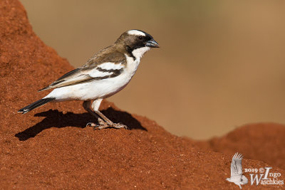 Adult White-browed Sparrow-Weaver (ssp. melanorhynchus)