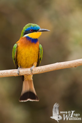 Adult Blue-breasted Bee-eater