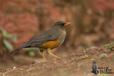 Adult Abyssinian Thrush