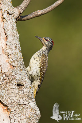 Adult female Nubian Woodpecker