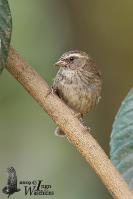 Juvenile Brown-rumped Seed-eater