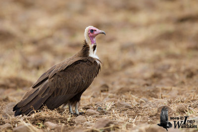 Adult Hooded Vulture