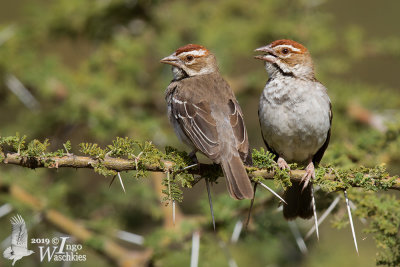 A pair of Chestnut-crowned Sparrow-weavers