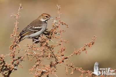 Juvenile Chestnut-crowned Sparrow-weaver