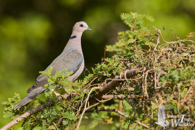 Adult Red-eyed Dove