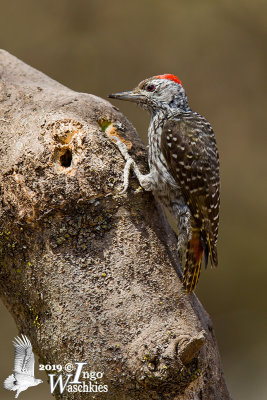 Adult male Cardinal Woodpecker