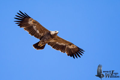 Immature Steppe Eagle