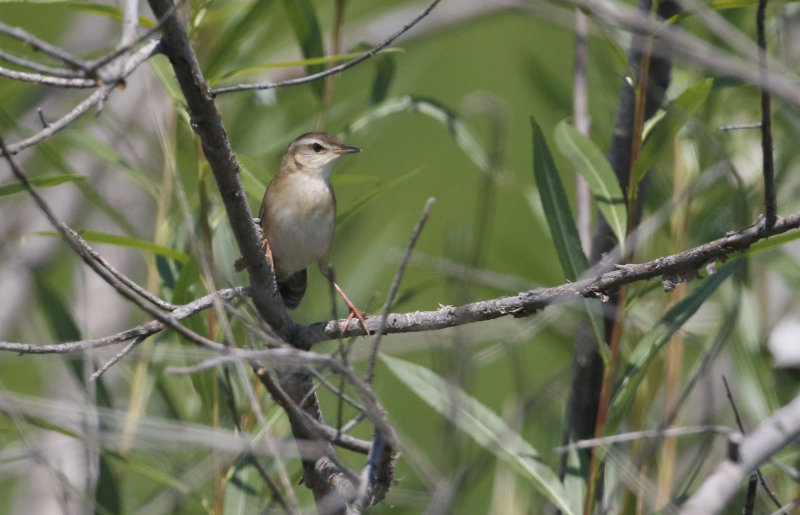 Pallass Grasshopper-warbler  Locustella certhiola. 