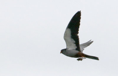 Amur Falcon  Falco amurensis