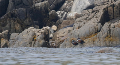 Harlequin Duck Histrionicus histrionicus