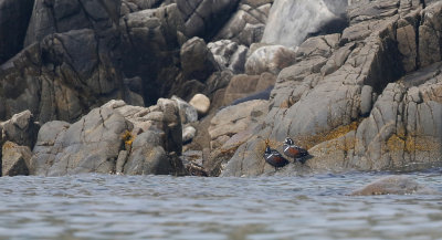 Harlequin Duck  Histrionicus histrionicus