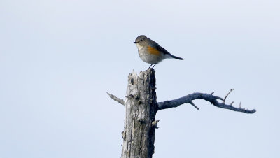 Orange-flanked Bush-robin  Tarsiger cyanurus