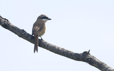 Brown Shrike  Lanius cristatus confusus