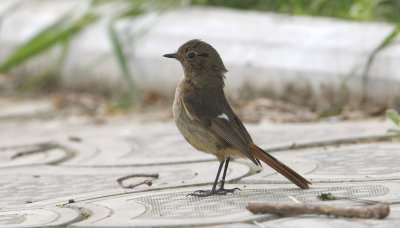 Daurian Redstart  Phoenicurus auroreus