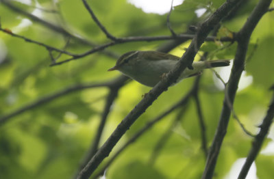 Eastern Crowned Warbler Phylloscopus coronatus