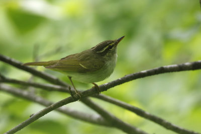 Eastern Crowned Warbler  Phylloscopus coronatus