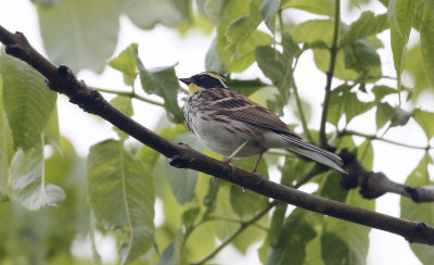 Yellow-throated Bunting Emberiza elegans.
