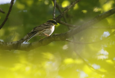 Yellow-throated Bunting Emberiza elegans.