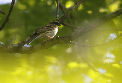 Yellow-throated Bunting  Emberiza elegans. 