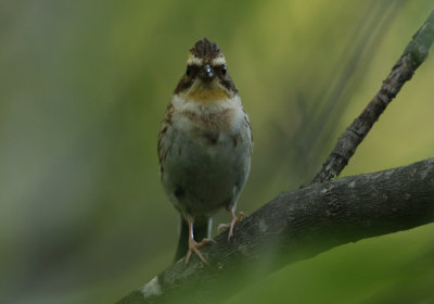 Yellow-throated Bunting Emberiza elegans.