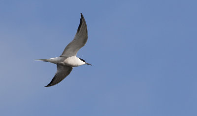 Common Tern  Sterna hirundo longipennis. 