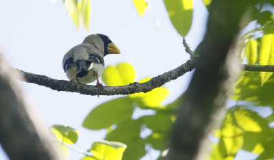 Japanese Grosbeak Eophona personata