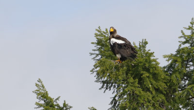 Steller's Sea-eagle Haliaeetus pelagicus