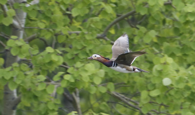 Mandarin Duck  Aix galericulata