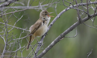 Oriental Reed-warbler  Acrocephalus orientalis