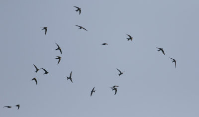 Pacific Swift  Apus pacificus