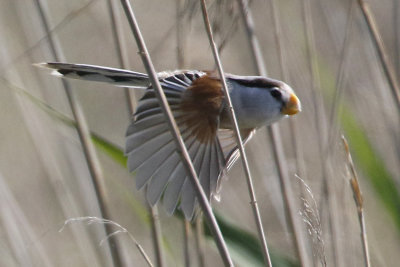 Northern Parrotbill Paradoxornis polivanovi