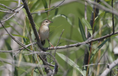 Pallas's Grasshopper-warbler  Locustella certhiola. 