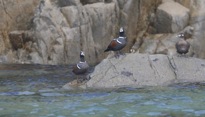 Harlequin Duck Histrionicus histrionicus