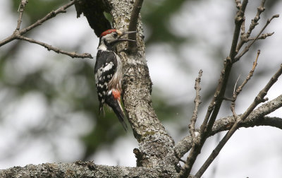 White-backed Woodpecker  Dendrocopos leucotos