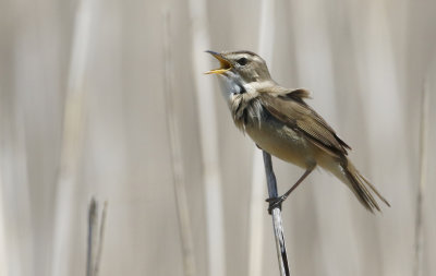 Black-browed Reed-warbler  Acrocephalus bistrigiceps