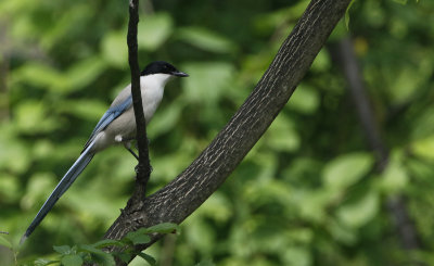 Asian Azure-winged Magpie Cyanopica cyanus