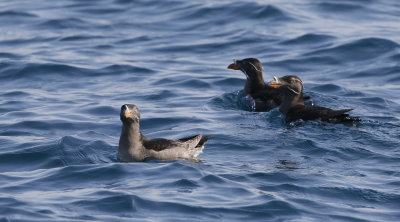 Rhinoceros Auklet  Cerorhinca monocerata