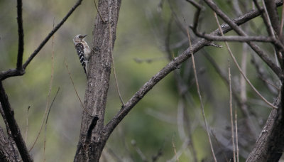 Japanese Pygmy Woodpecker  Picoides kizuki