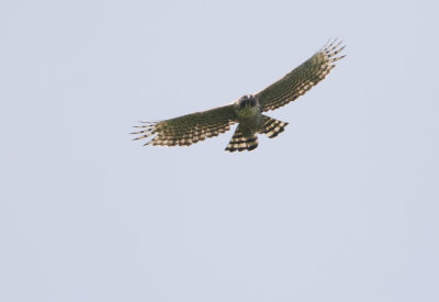 Mountain Hawk-eagle  Nisaetus nipalensis
