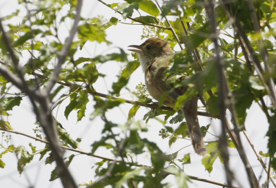 Thick-billed Warbler  Arundinax aedon