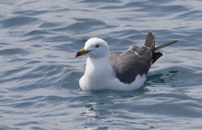 Black-tailed Gull  Larus crassirostris