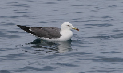 Black-tailed Gull  Larus crassirostris