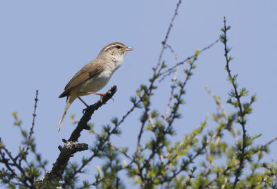 Radde's Warbler  Phylloscopus schwarzi. 