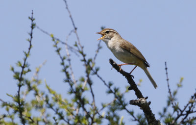 Radde's Warbler  Phylloscopus schwarzi. 