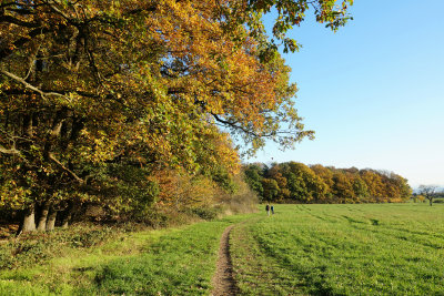November Walk / 3