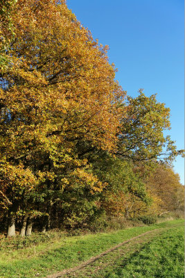 November Walk / 5