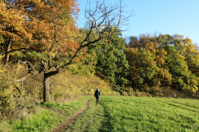 November Walk / 6