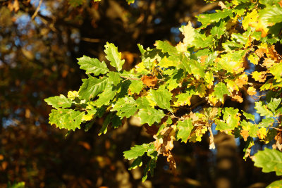 November Walk / 8