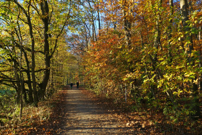 November Walk / 11