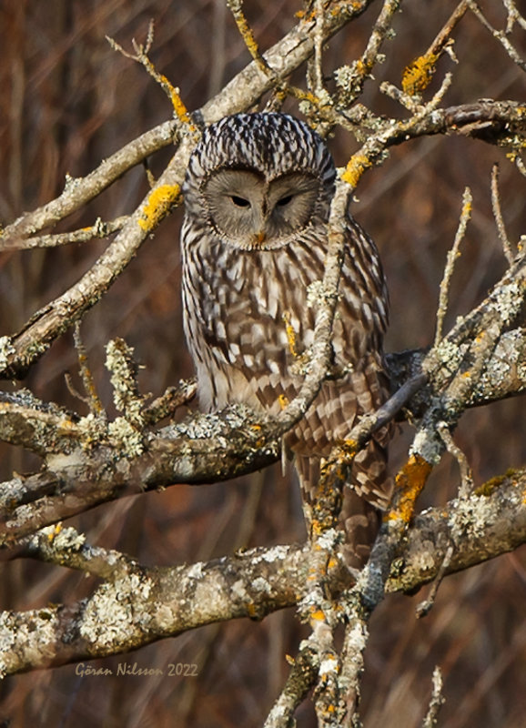 Slaguggla (strix uralensis)